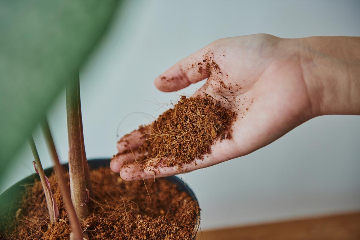 Cách giữ ấm, chống rét cho rễ cây bằng xơ mụn dừa và viên nén ươm hạt trong mùa lạnh